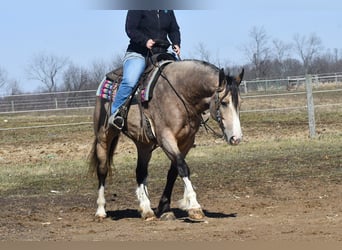 Trait belge Croisé, Hongre, 6 Ans, Buckskin