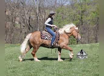 Trait belge, Hongre, 6 Ans, Palomino