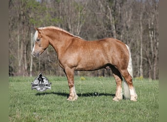 Trait belge, Hongre, 6 Ans, Palomino