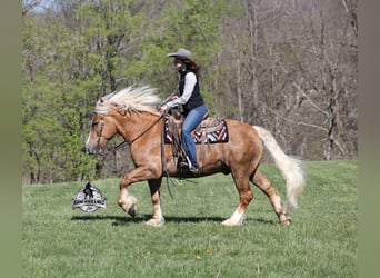Trait belge, Hongre, 6 Ans, Palomino