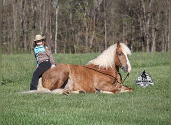 Trait belge, Hongre, 6 Ans, Palomino