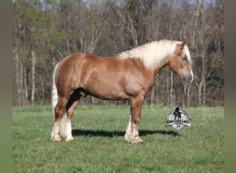 Trait belge, Hongre, 6 Ans, Palomino