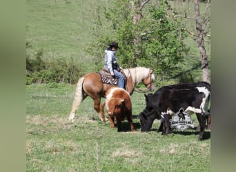Trait belge, Hongre, 6 Ans, Palomino