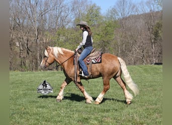Trait belge, Hongre, 6 Ans, Palomino