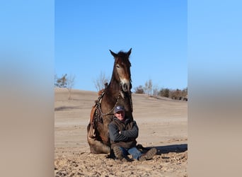 Trait belge Croisé, Hongre, 7 Ans, 168 cm, Buckskin