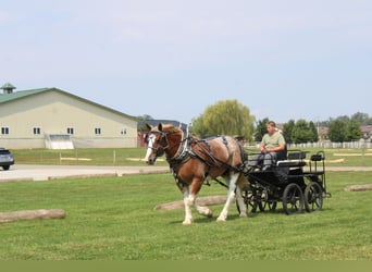 Trait belge Croisé, Hongre, 7 Ans, 180 cm, Rouan Rouge