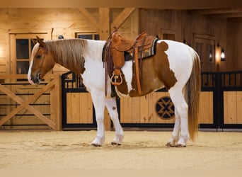 Trait belge Croisé, Hongre, 7 Ans, Pinto