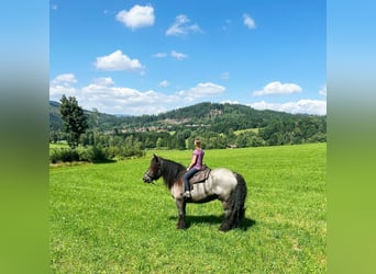 Trait belge, Hongre, 8 Ans, 175 cm, Rouan bleu