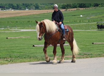 Trait belge, Hongre, 8 Ans, Alezan brûlé