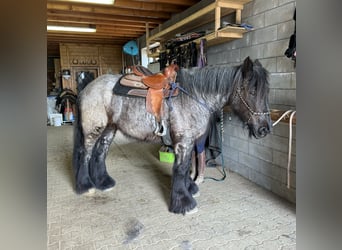 Trait belge, Jument, 3 Ans, 155 cm, Rouan bleu