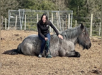 Trait belge, Jument, 3 Ans, 155 cm, Rouan bleu