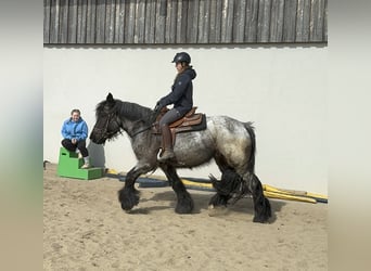 Trait belge, Jument, 3 Ans, 155 cm, Rouan bleu