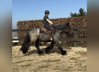Trait belge, Jument, 3 Ans, 155 cm, Rouan bleu