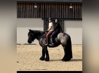 Trait belge, Jument, 3 Ans, 155 cm, Rouan bleu