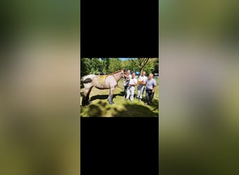 Trait belge, Jument, 3 Ans, 170 cm, Roan-Bay