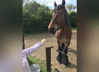 Trait belge, Jument, 4 Ans, Gris (bai-dun)