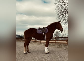 Trait belge, Jument, 5 Ans, 188 cm, Alezan cuivré