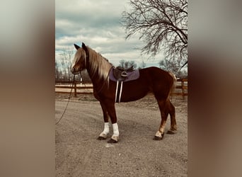 Trait belge, Jument, 5 Ans, 188 cm, Alezan cuivré