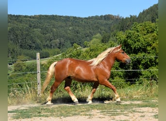 Trait de la Forêt Noire, Étalon, 2 Ans, Alezan