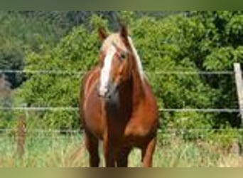 Trait de la Forêt Noire, Étalon, 2 Ans, Alezan
