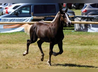 Trait de la Forêt Noire, Étalon, 2 Ans, Alezan brûlé