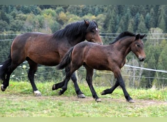 Trait de la Forêt Noire, Étalon, Poulain (05/2024), Bai