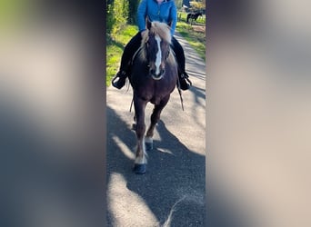 Trait de la Forêt Noire, Hongre, 12 Ans, 156 cm