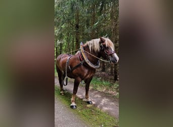 Trait de la Forêt Noire, Hongre, 12 Ans, 158 cm, Alezan