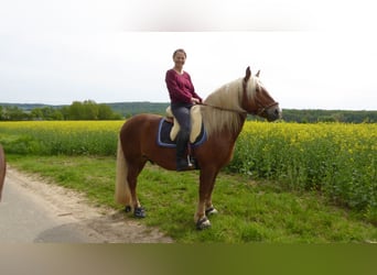 Trait de la Forêt Noire, Hongre, 17 Ans, 152 cm, Alezan brûlé