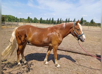 Trait de la Forêt Noire, Hongre, 2 Ans, 150 cm, Alezan