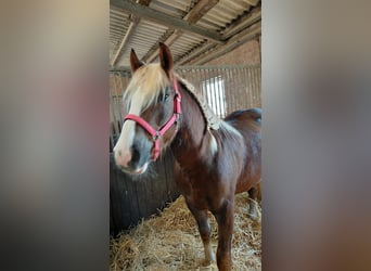 Trait de la Forêt Noire, Hongre, 2 Ans, 150 cm, Bai brun