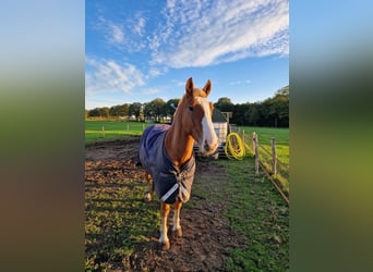 Trait de la Forêt Noire, Hongre, 3 Ans, 156 cm, Alezan