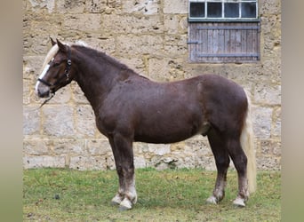 Trait de la Forêt Noire, Hongre, 3 Ans, Alezan brûlé