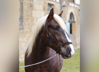 Trait de la Forêt Noire, Hongre, 3 Ans, Alezan brûlé