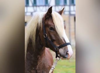 Trait de la Forêt Noire, Hongre, 3 Ans, Alezan brûlé