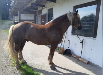 Trait de la Forêt Noire, Hongre, 4 Ans, 150 cm, Alezan