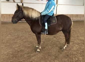 Trait de la Forêt Noire, Hongre, 4 Ans, 150 cm, Alezan brûlé