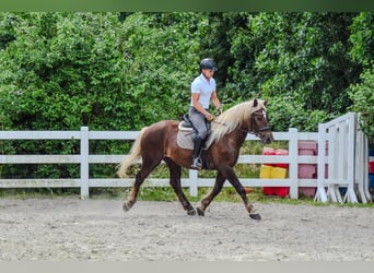 Trait de la Forêt Noire, Hongre, 4 Ans, Alezan brûlé
