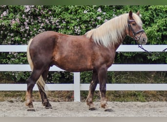 Trait de la Forêt Noire, Hongre, 4 Ans, Alezan brûlé
