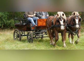 Trait de la Forêt Noire, Hongre, 5 Ans, 153 cm, Alezan