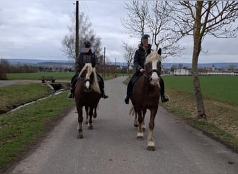 Trait de la Forêt Noire, Hongre, 5 Ans, 155 cm, Alezan