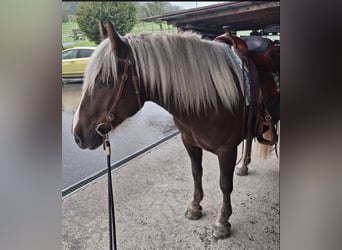 Trait de la Forêt Noire, Hongre, 6 Ans, 153 cm, Alezan brûlé