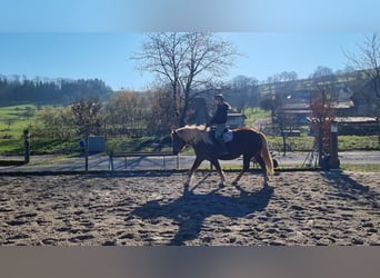 Trait de la Forêt Noire, Hongre, 6 Ans, 158 cm, Alezan brûlé