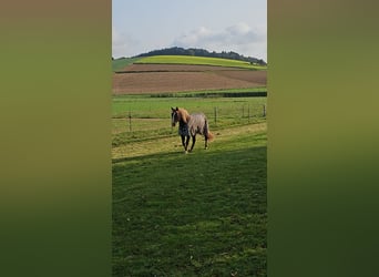 Trait de la Forêt Noire, Hongre, 6 Ans, 158 cm, Alezan