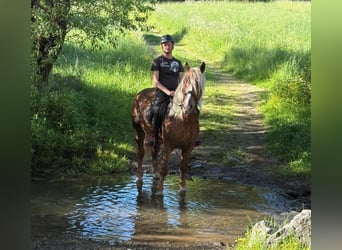 Trait de la Forêt Noire, Hongre, 6 Ans, 160 cm, Alezan