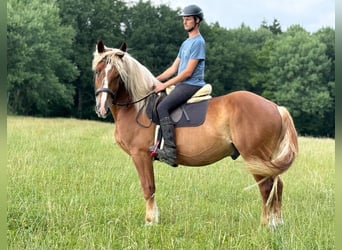 Trait de la Forêt Noire Croisé, Hongre, 6 Ans, 160 cm, Alezan