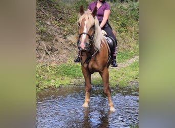 Trait de la Forêt Noire, Hongre, 6 Ans, 160 cm, Alezan
