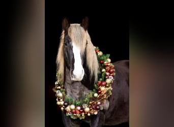 Trait de la Forêt Noire, Hongre, 7 Ans, 154 cm, Alezan brûlé