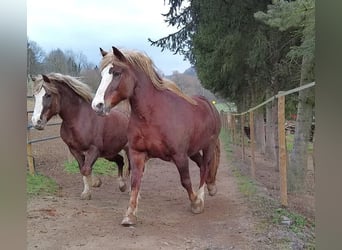 Trait de la Forêt Noire, Jument, 10 Ans, 160 cm, Alezan brûlé