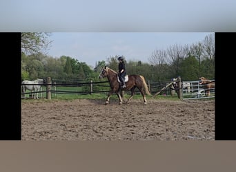 Trait de la Forêt Noire, Jument, 11 Ans, 158 cm, Alezan brûlé